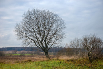 Spreading tree without leaves in late autumn. Autumn landscape.