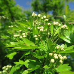 Obraz premium Crataegus, closed white flowers of willow tuft, old medicinal plant