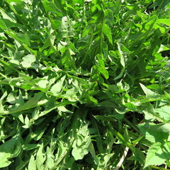 Fototapeta na wymiar Taraxacum officinale, dandelion leaves without flowers, healthy vegetables and medicinal herbs