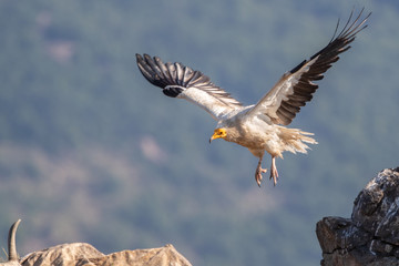 Egyptian vulture - Neophron percnopterus