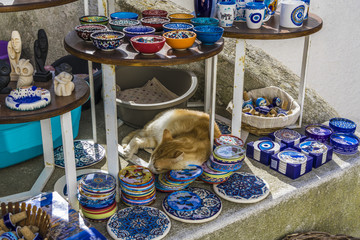 Sleeping cat in the gift shop