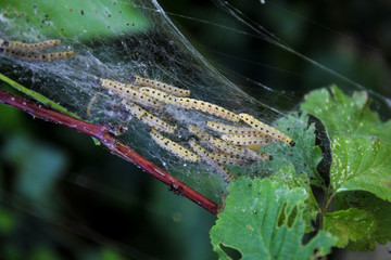 Larvae of Ermine moths (Yponomeutidae) form communal webs on trees. Ermine moths are minor pests in agriculture, forestry and horticulture.