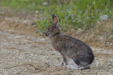 A snowshoe hare (Lepus americanus) in its summer camouflage. 