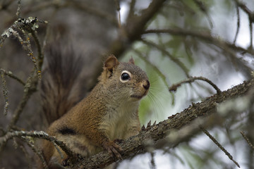 Naklejka na ściany i meble Alaska Red Squirrel (Tamiasciurus hudsonicus) 