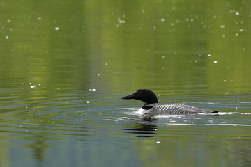 Wild Common Loon (Gavia immer) on Reflections Lake, Alaska.
