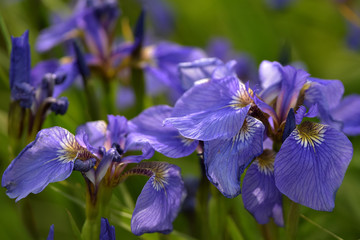 Alaska Wild Iris (Iris setosa)