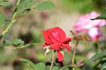 Rose