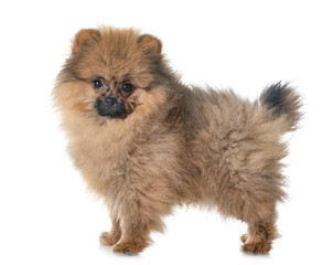 Obraz premium puppy pomeranian in studio