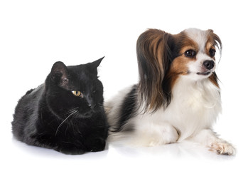 Obraz premium papillon dog and cat