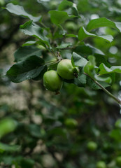 apples on a branch