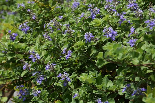 Beach vitex flowers
