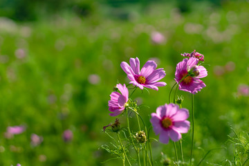 Obraz premium Cosmos bipinnatus in garden at Chiyaphum in Thailand.