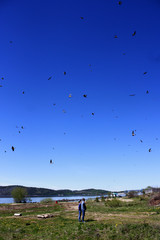 swifts flying
