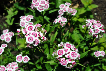 Dianthus barbatus (Sweet William) flowers blooming on glade, top view, green soft background bokeh