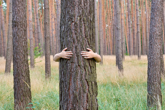 A young woman hugging a tree trunk in a forest in summer day