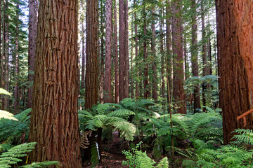 Redwood forest in Rotorua, New Zealand