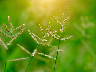 Flower grass with Sunlight