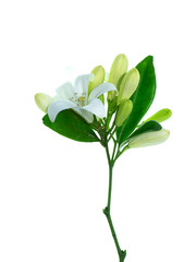 Orange Jasmine flower