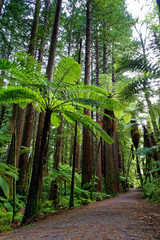 Redwood forest in Rotorua, New Zealand