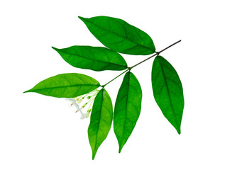 Wrightia religiosa Benth