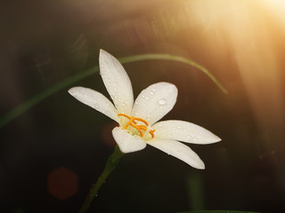 Beautiful rain lily flower