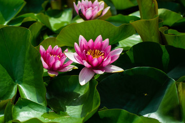 Fototapeta premium Lotus