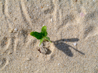 Small trees are growing on the desert.