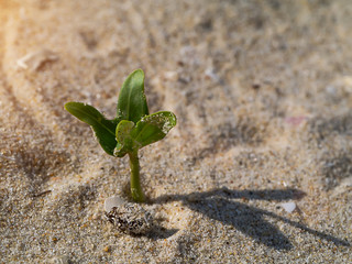 Small trees are growing on the desert.