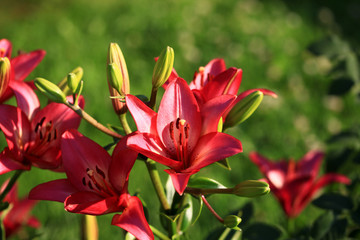 Flowering lily in the garden in the summer. Natural blurred background.