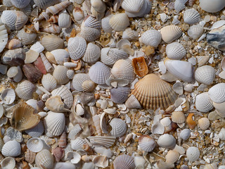 Shells on the beach