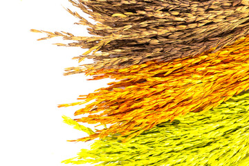 Colorful of dried ear of rice isolated