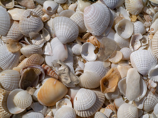 Shells on the beach