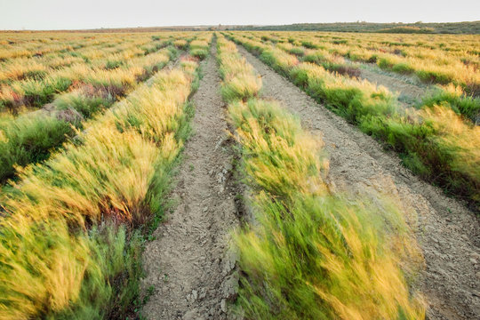 Rooibos In Rows