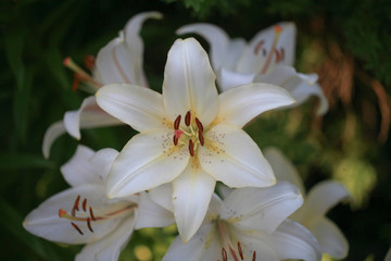 Flowering lily in the garden in the summer. Natural blurred background.