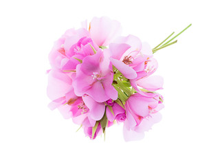 Close up of Pink Dombeya flower