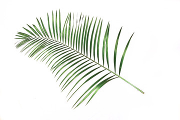 Fototapeta premium Green leaves of palm tree isolated on white background
