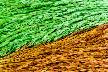 Colorful of dried ear of rice wallpaper