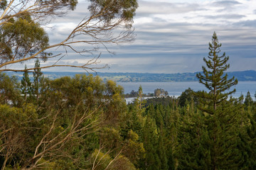 Lake Rotorua lookout from the Redwood Forest