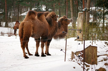 Two-humped bactrian camels in the snowy zoo. Riga, Latvia.