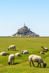 Sheep grazing on the salt meadows close to the Mont Saint-Michel tidal island, situated on the...