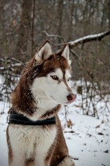 Syberian husky