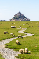 A flock of sheep grazing on the salt meadows around the Mont Saint-Michel tidal island, situated on...