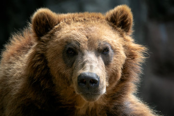 Naklejka na ściany i meble Portrait of brown bear (Ursus arctos beringianus). Kamchatka brown bear.