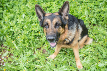 Dog German Shepherd on green grass