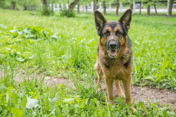 Dog German Shepherd on green grass