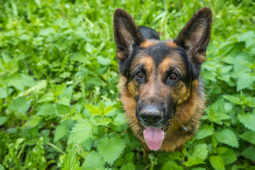 Dog German Shepherd on green grass