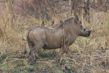 Fototapeta premium Yellow-billed oxpecker on Warthog