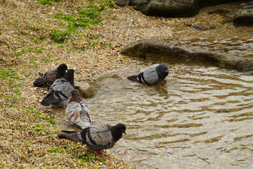 Multicolored Columba livia doves swim on shore of Caspian Sea