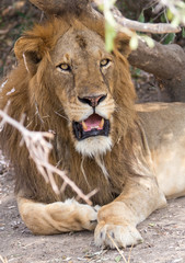 Male Lion