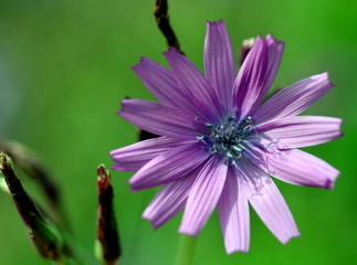 Einzelne ila Bl&uuml;te
